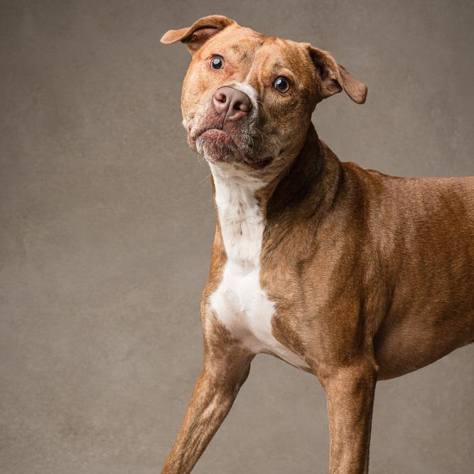 Enlarge Ginger (Mimi), a Adoptable Mixed Breed in Seminole, FL image 6/6