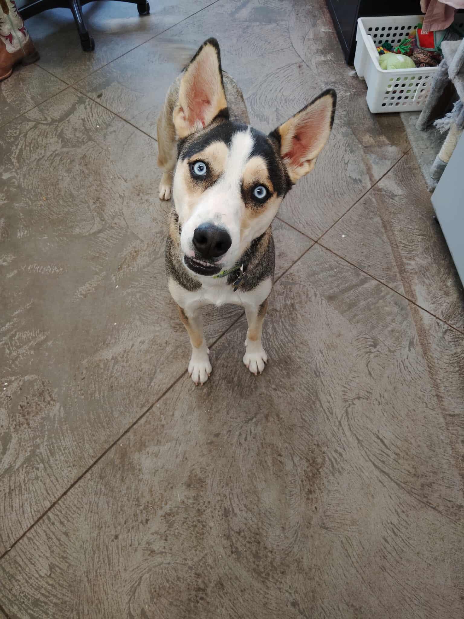 cookie