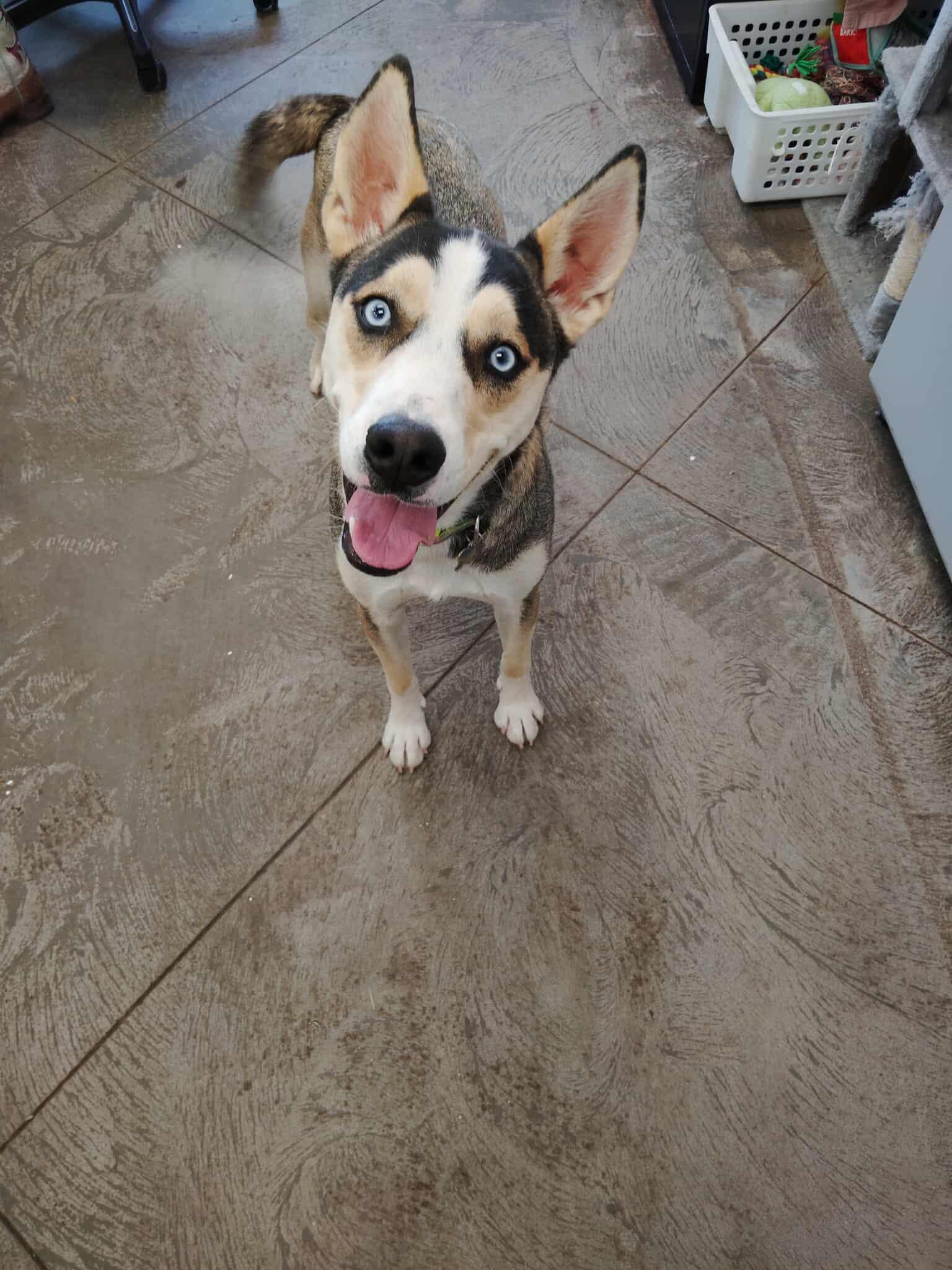 cookie
