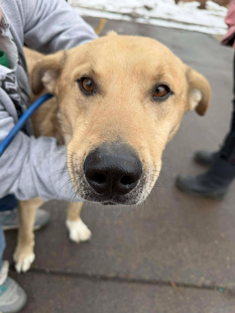 Mr. Tinsel, Adoptable, Young Male Labrador Retriever & Shepherd.