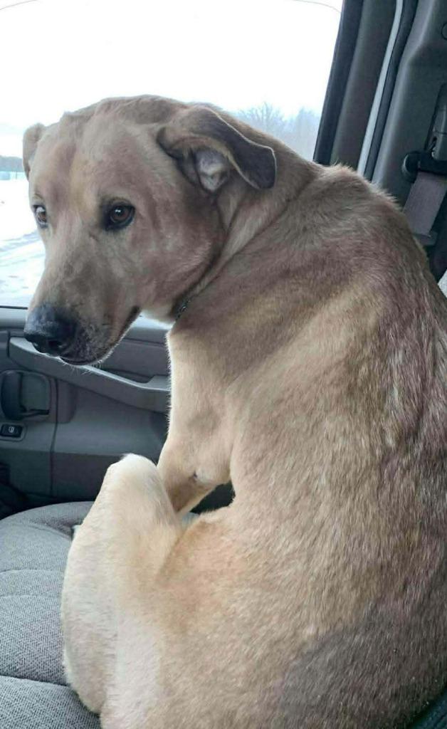 Mr. Tinsel, a Adoptable mixed breed in Cloquet, MN image 2/2