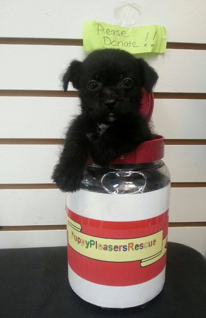 Enlarge DONATIONS NEEDED - We ARE a 501c3!, a Adoptable Mixed Breed in Orlando, FL image 1/6