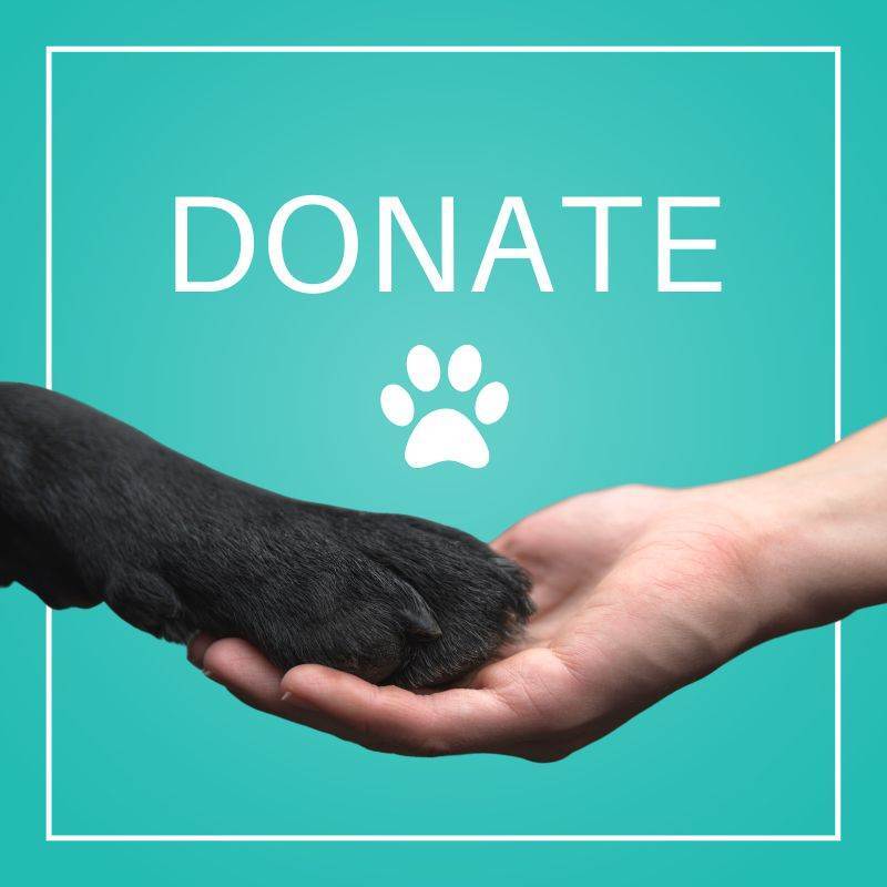 Enlarge DONATIONS NEEDED - We ARE a 501c3!, a Adoptable Mixed Breed in Orlando, FL image 6/6