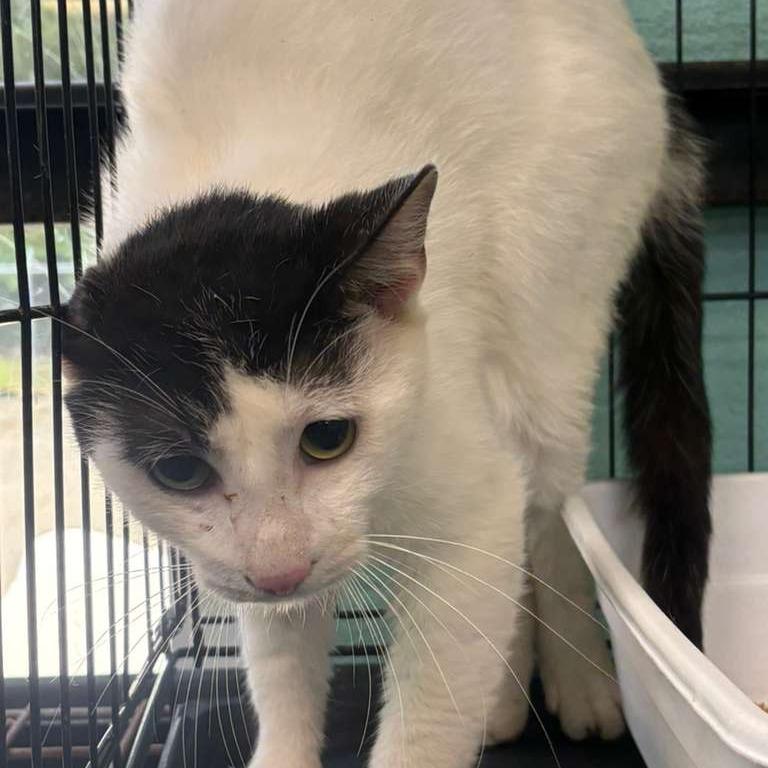 Scrat, a Adoptable Domestic Short Hair in Gadsden, AL image 1/4