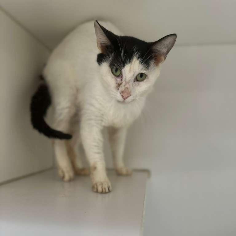 Scrat, a Adoptable Domestic Short Hair in Gadsden, AL image 2/4
