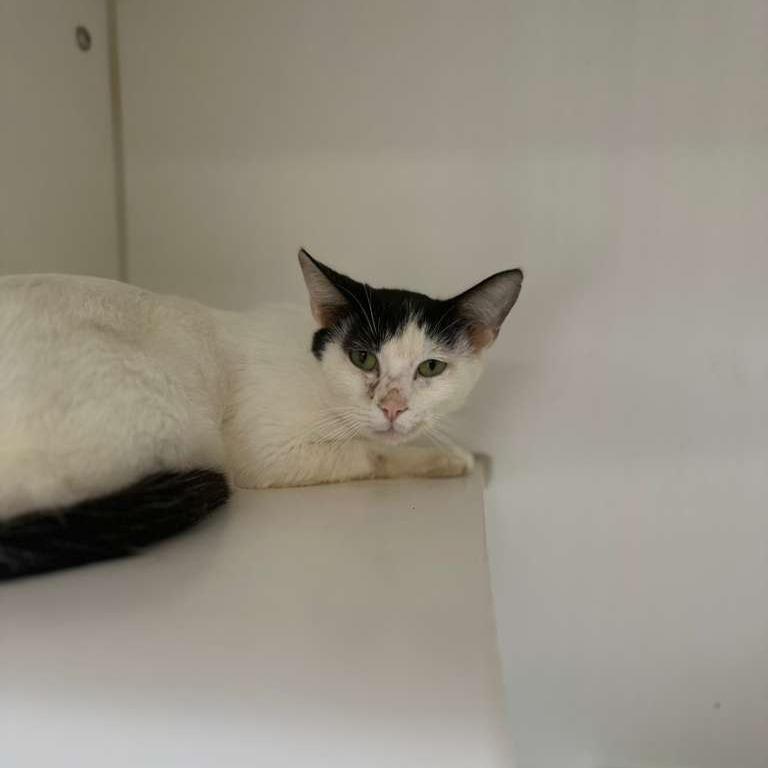 Scrat, a Adoptable Domestic Short Hair in Gadsden, AL image 3/4