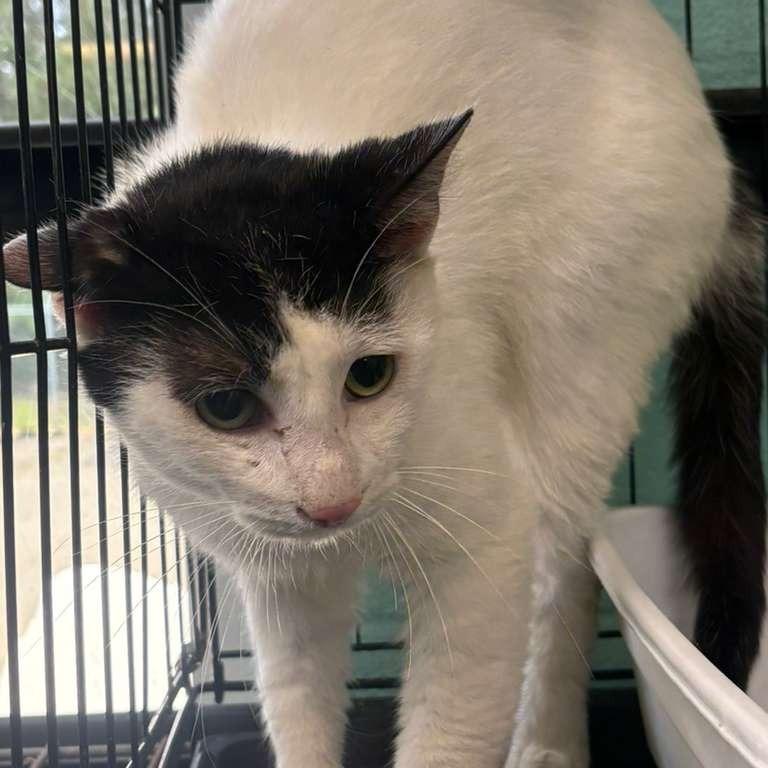 Scrat, a Adoptable Domestic Short Hair in Gadsden, AL image 4/4