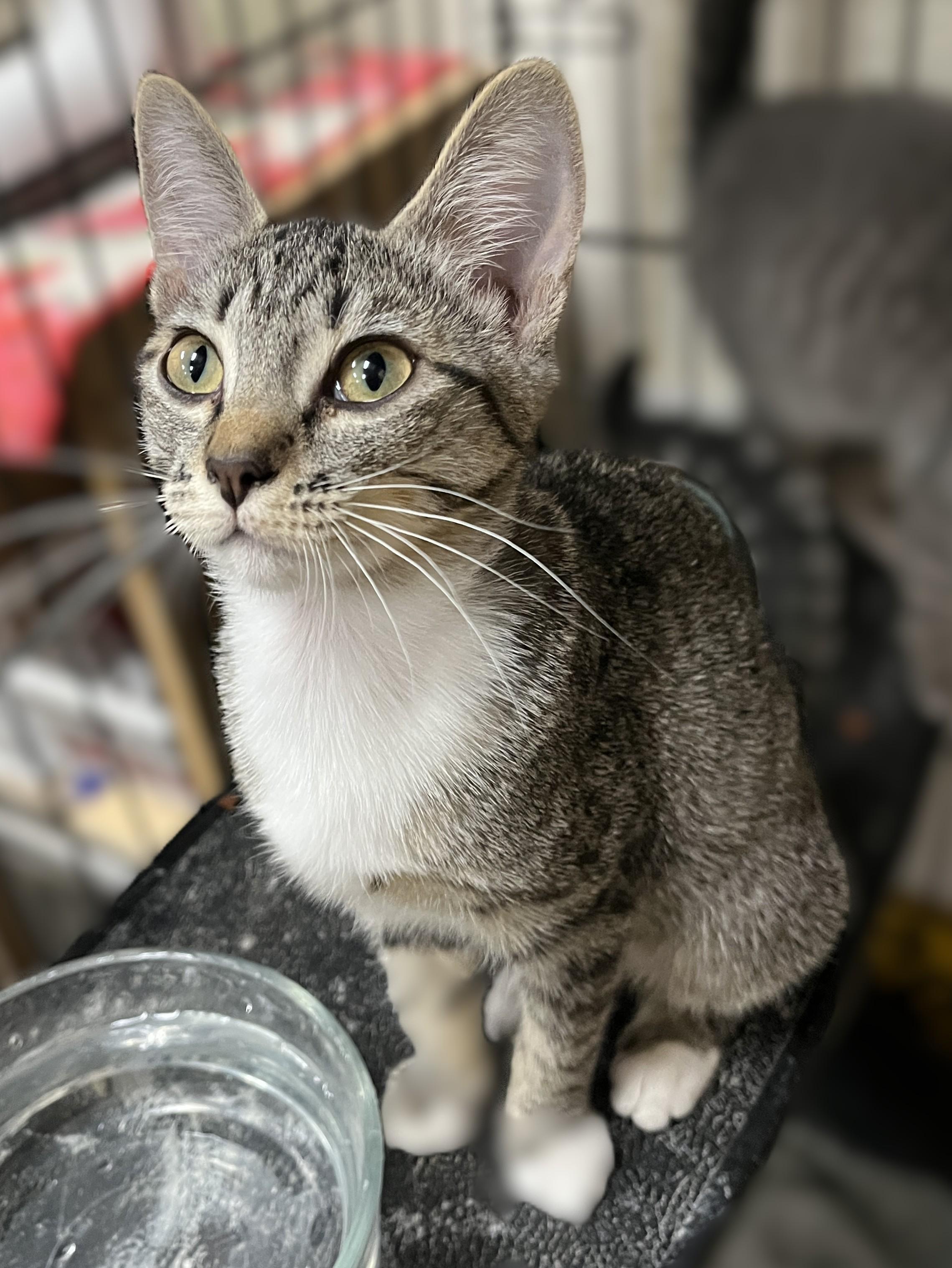 Thumbelina, Adoptable, Kitten Female Domestic Short Hair.
