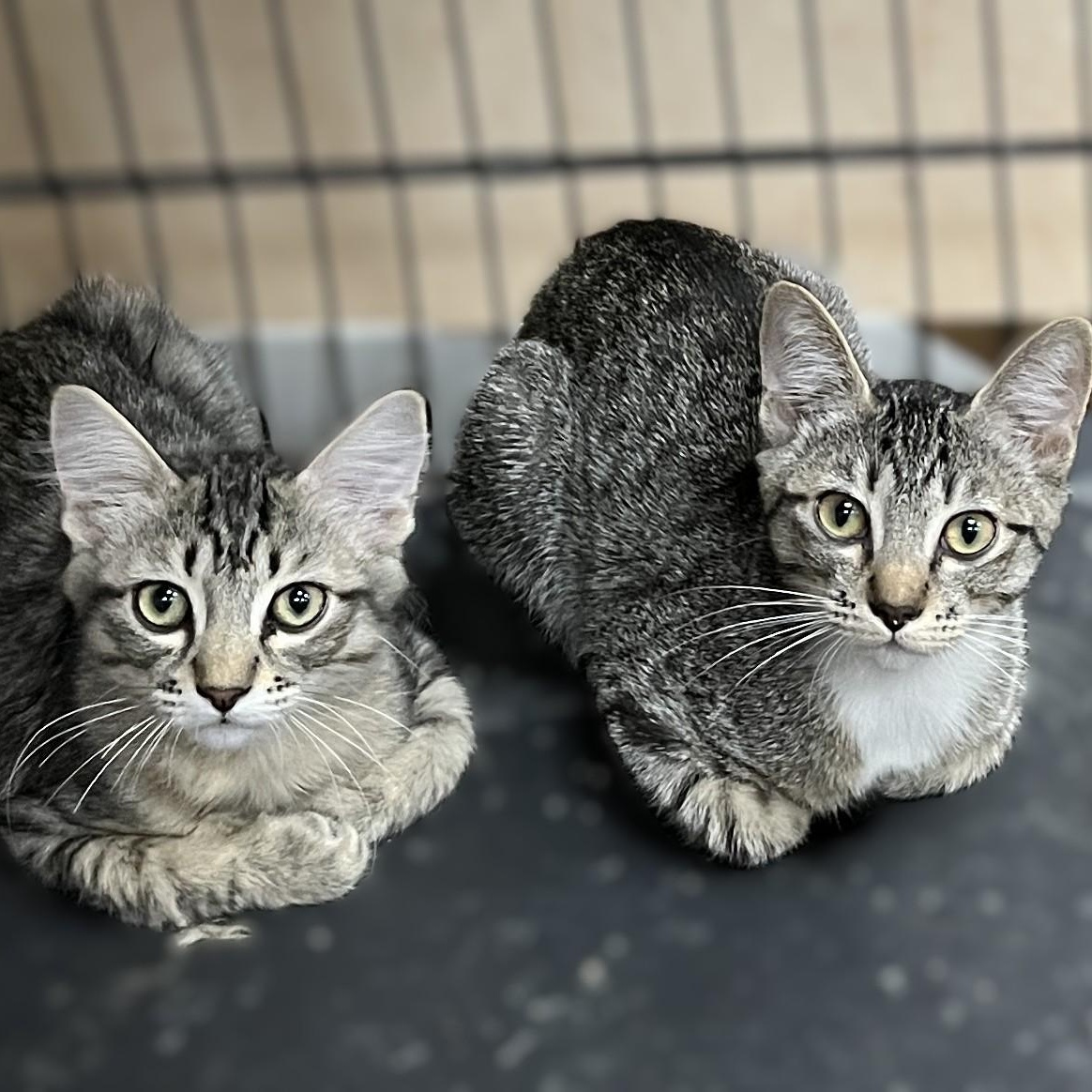 Thumbelina, a Adoptable Domestic Short Hair in Shingletown, CA image 2/2