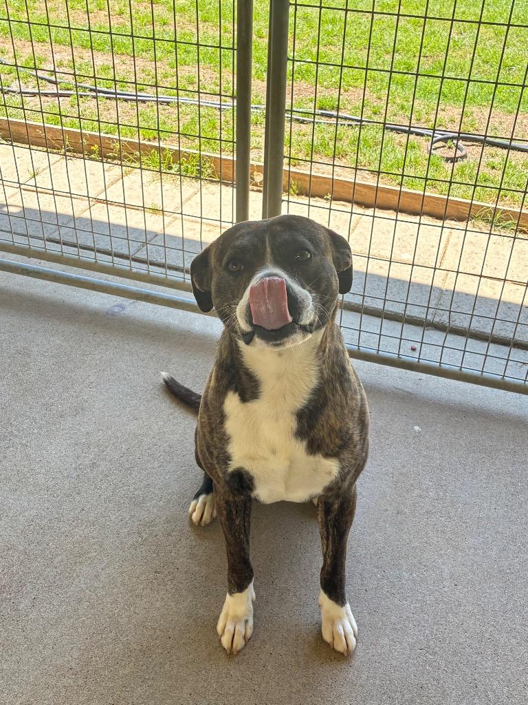 Enlarge Koda, a Adoptable mixed breed in Fayetteville, TN image 1/3
