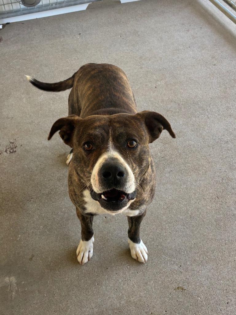 Enlarge Koda, a Adoptable mixed breed in Fayetteville, TN image 2/3