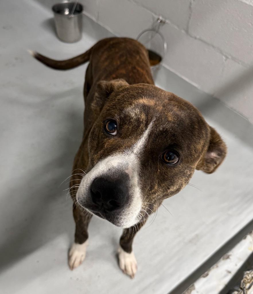 Enlarge Koda, a Adoptable mixed breed in Fayetteville, TN image 1/1