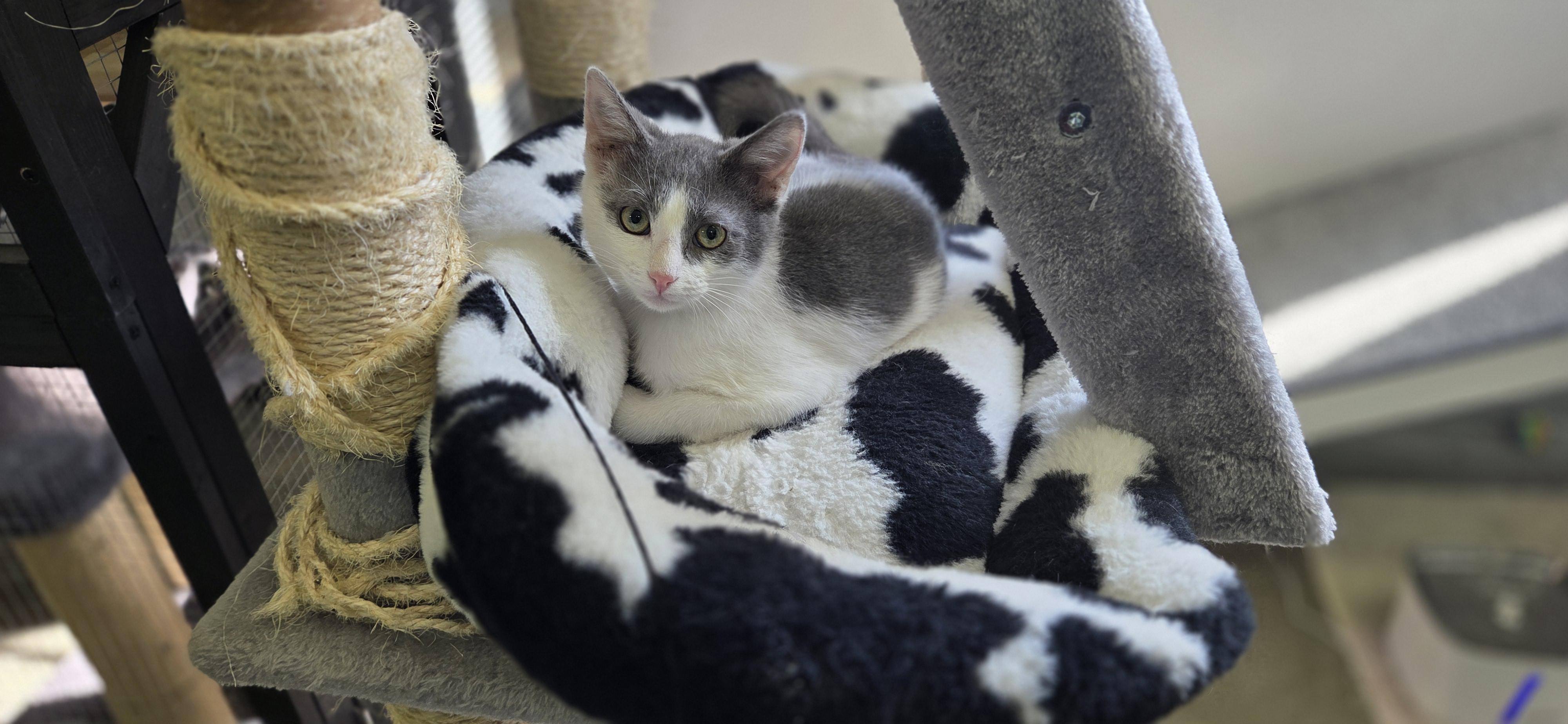 Enlarge Wallaby, a Adoptable Domestic Short Hair in Hartville, OH image 2/4