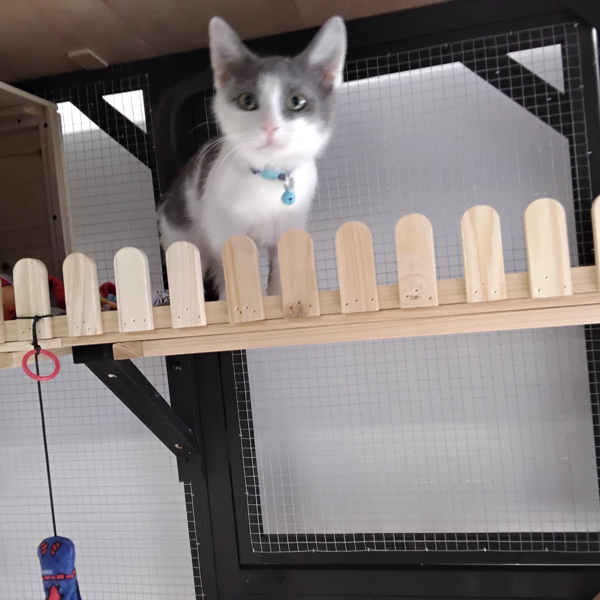 Enlarge Wallaby, a Adoptable Domestic Short Hair in Hartville, OH image 4/4