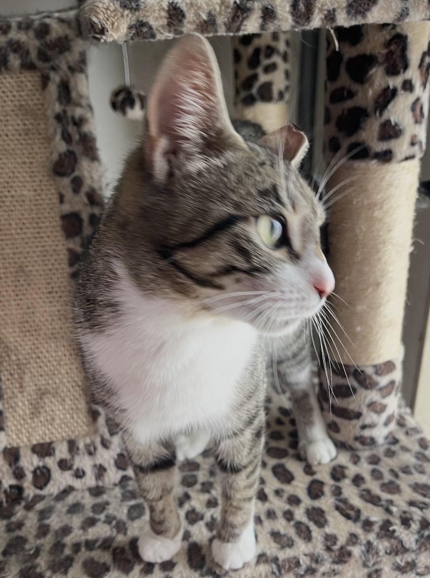 Enlarge Gigi ( friendly and affectionate), a ADOPTABLE Domestic Short Hair in Staten island, NY image 4/6