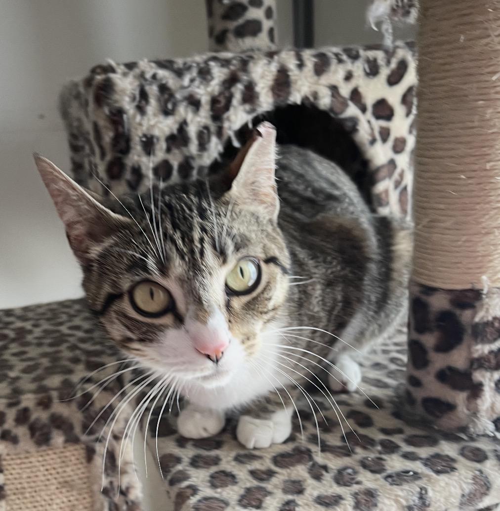Gigi ( friendly and affectionate), ADOPTABLE, Adult Female Domestic Short Hair.