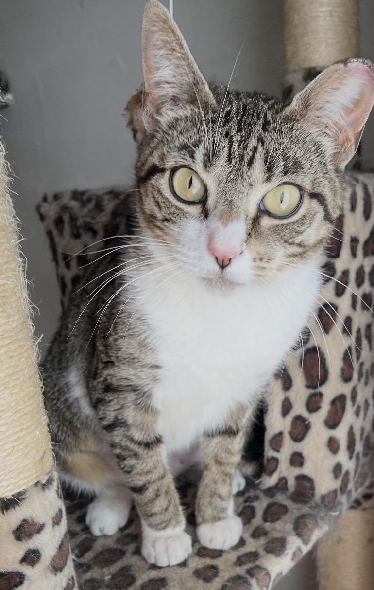 Enlarge Gigi ( friendly and affectionate), a ADOPTABLE Domestic Short Hair in Staten island, NY image 1/6