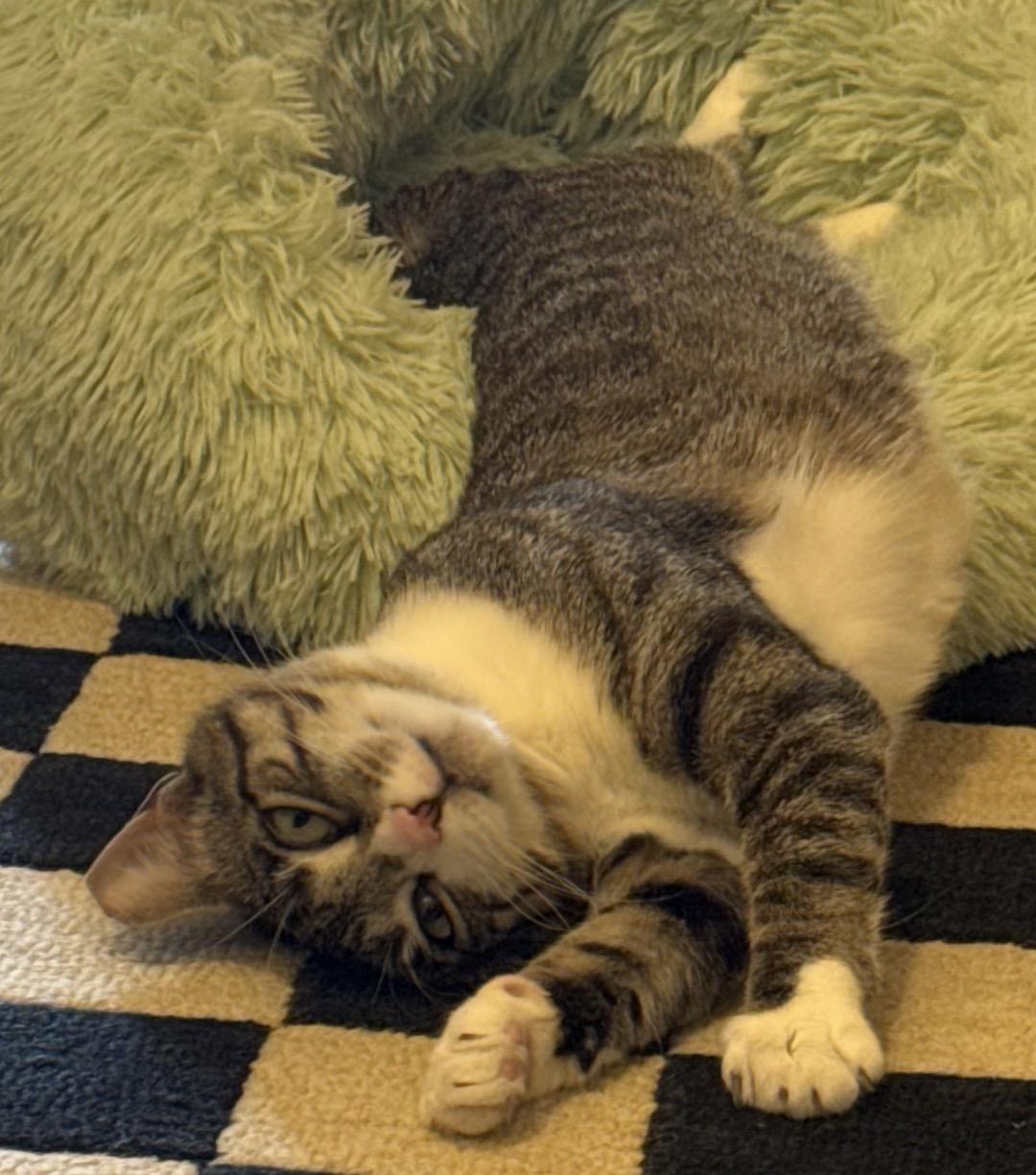 Enlarge Gigi ( friendly and affectionate), a ADOPTABLE Domestic Short Hair in Staten island, NY image 5/6