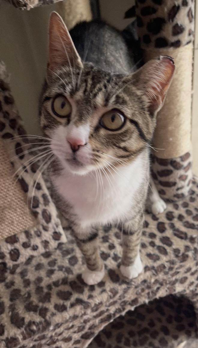 Enlarge Gigi ( friendly and affectionate), a ADOPTABLE Domestic Short Hair in Staten island, NY image 3/6