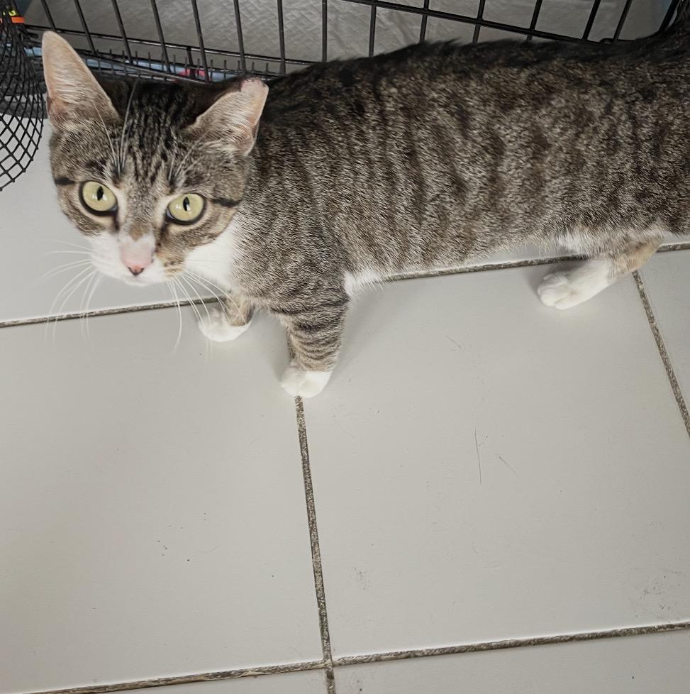 Enlarge Gigi ( friendly and affectionate), a ADOPTABLE Domestic Short Hair in Staten island, NY image 6/6