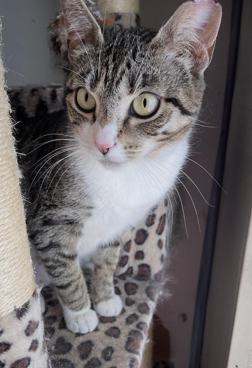 Enlarge Gigi ( friendly and affectionate), a ADOPTABLE Domestic Short Hair in Staten island, NY image 5/6