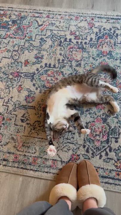 Enlarge Gigi ( friendly and affectionate), a ADOPTABLE Domestic Short Hair in Staten island, NY video 6/6
