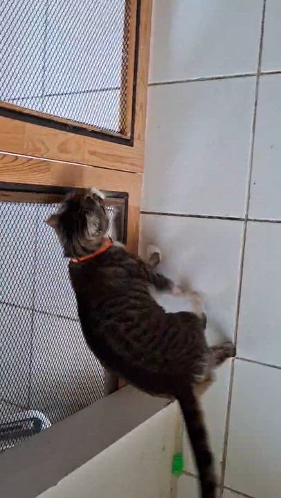 Enlarge Gigi ( friendly and affectionate), a ADOPTABLE Domestic Short Hair in Staten island, NY video 6/6