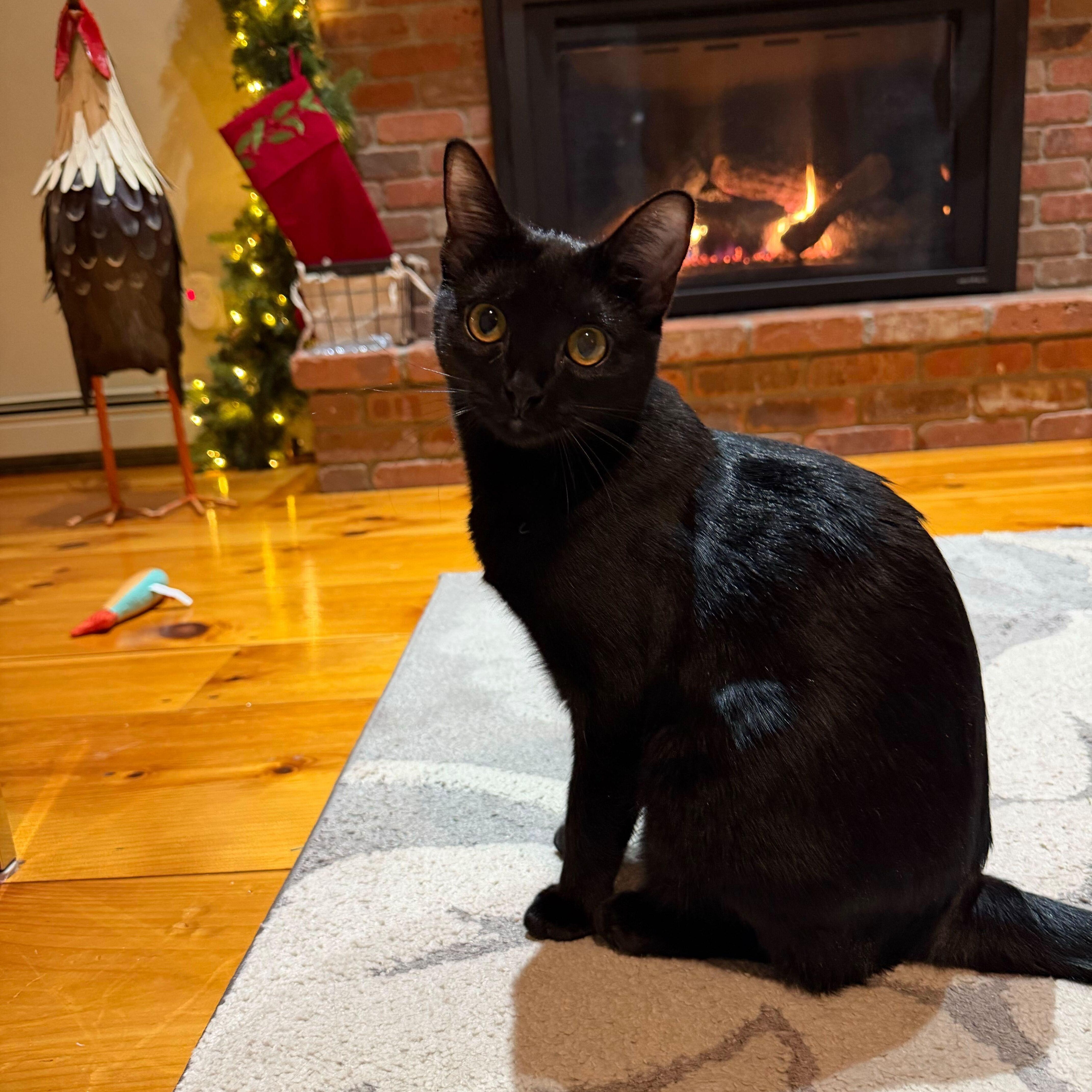 Enlarge Jack & Brie, a ADOPTABLE Domestic Short Hair in Waltham, MA image 3/3