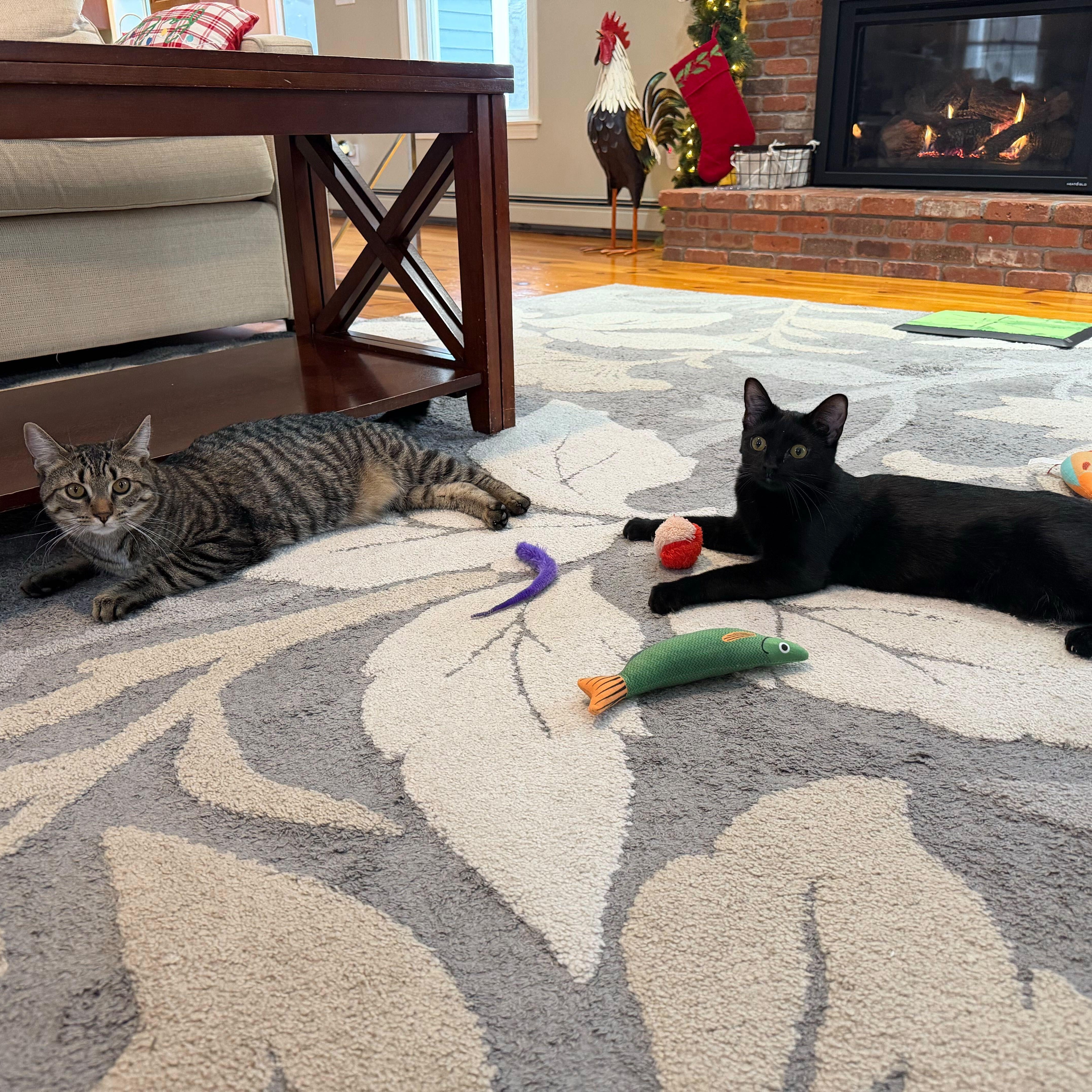 Enlarge Jack & Brie, a ADOPTABLE Domestic Short Hair in Waltham, MA image 1/3