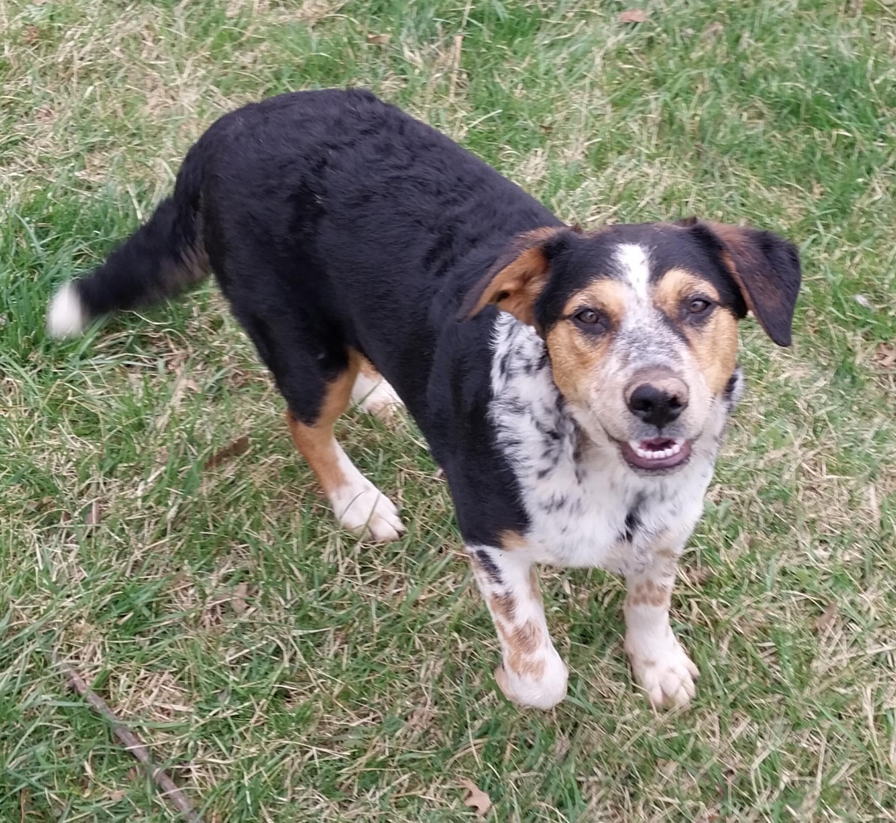Lola, a Adoptable mixed breed in Littlestown, PA image 1/5