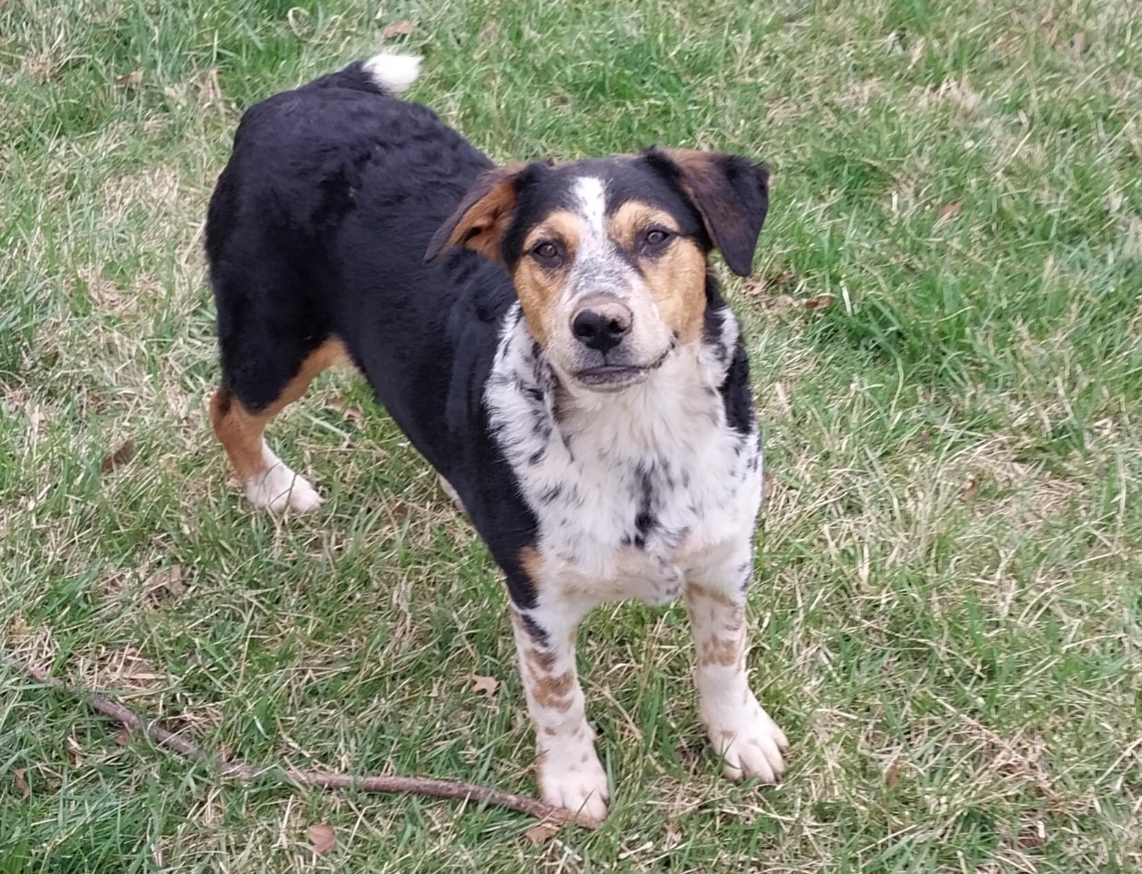 Lola, a Adoptable mixed breed in Littlestown, PA image 2/5
