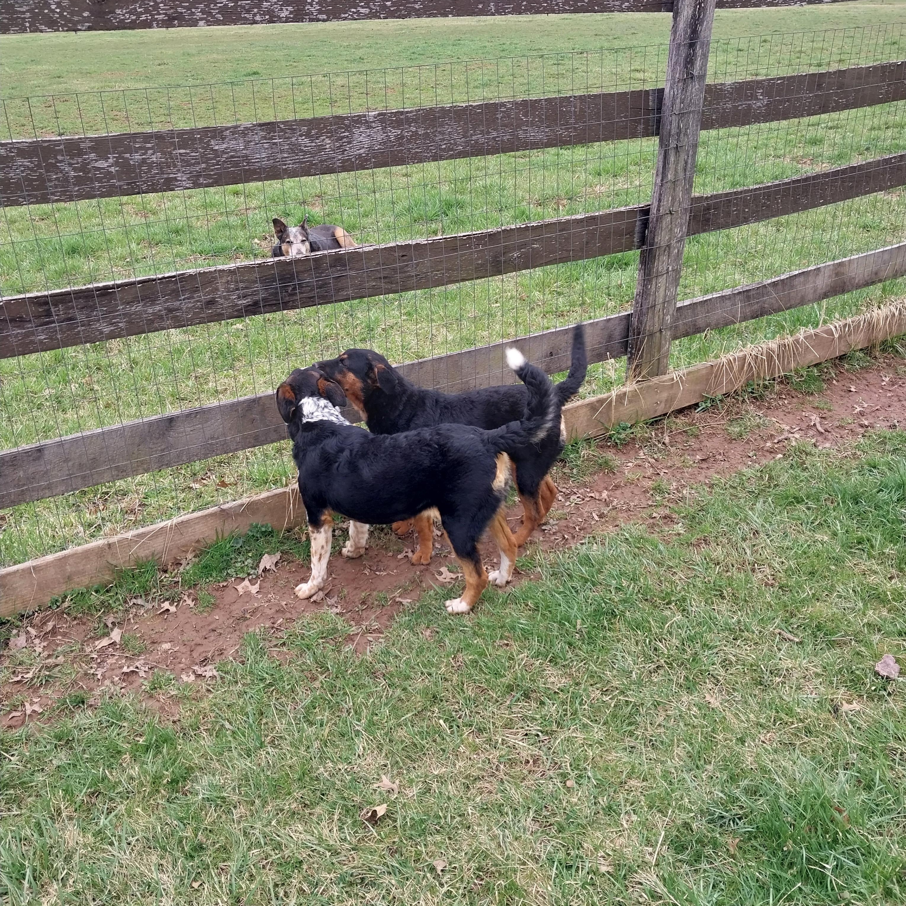 Lola, a Adoptable mixed breed in Littlestown, PA image 4/5