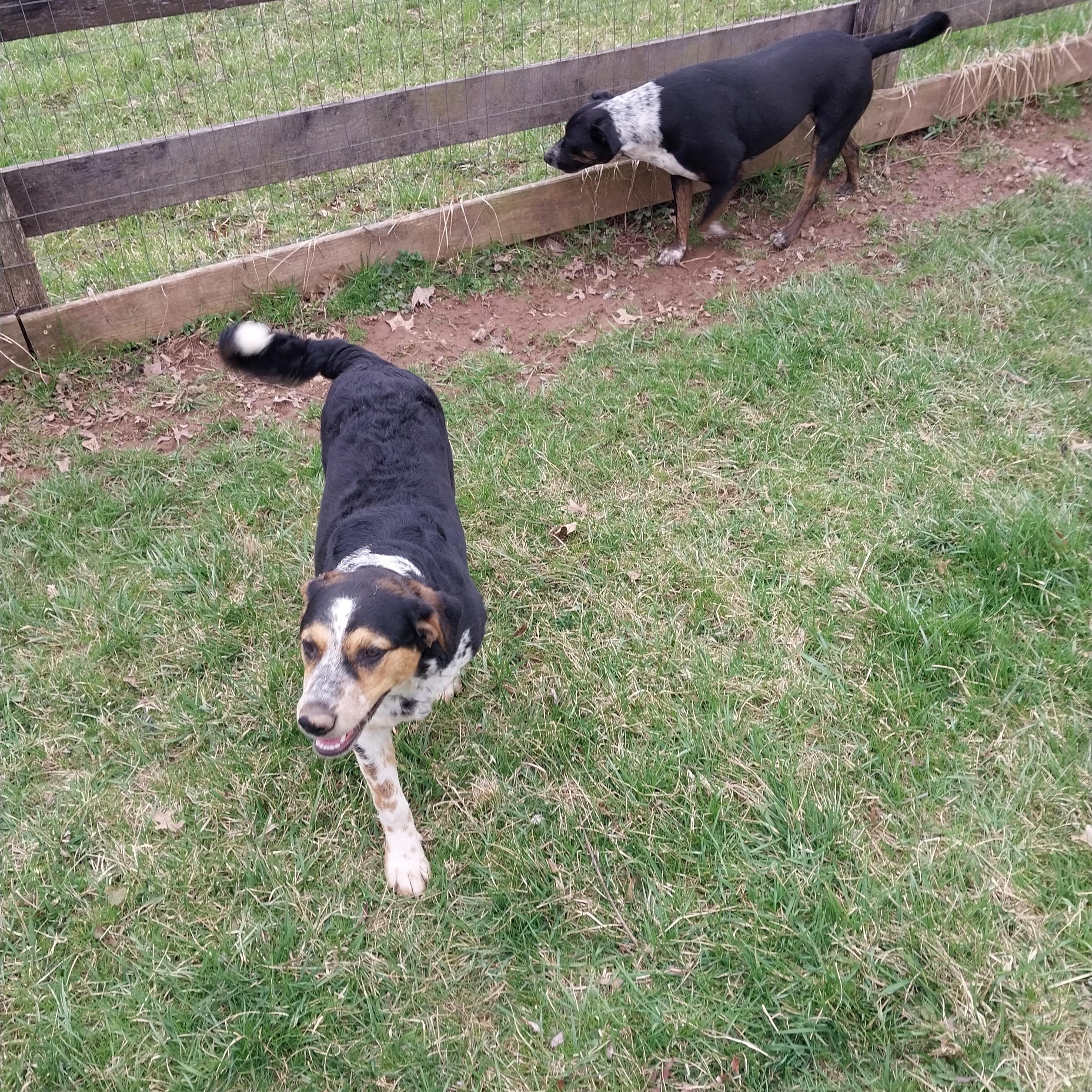 Lola, Adoptable, Young Female Australian Cattle Dog / Blue Heeler.