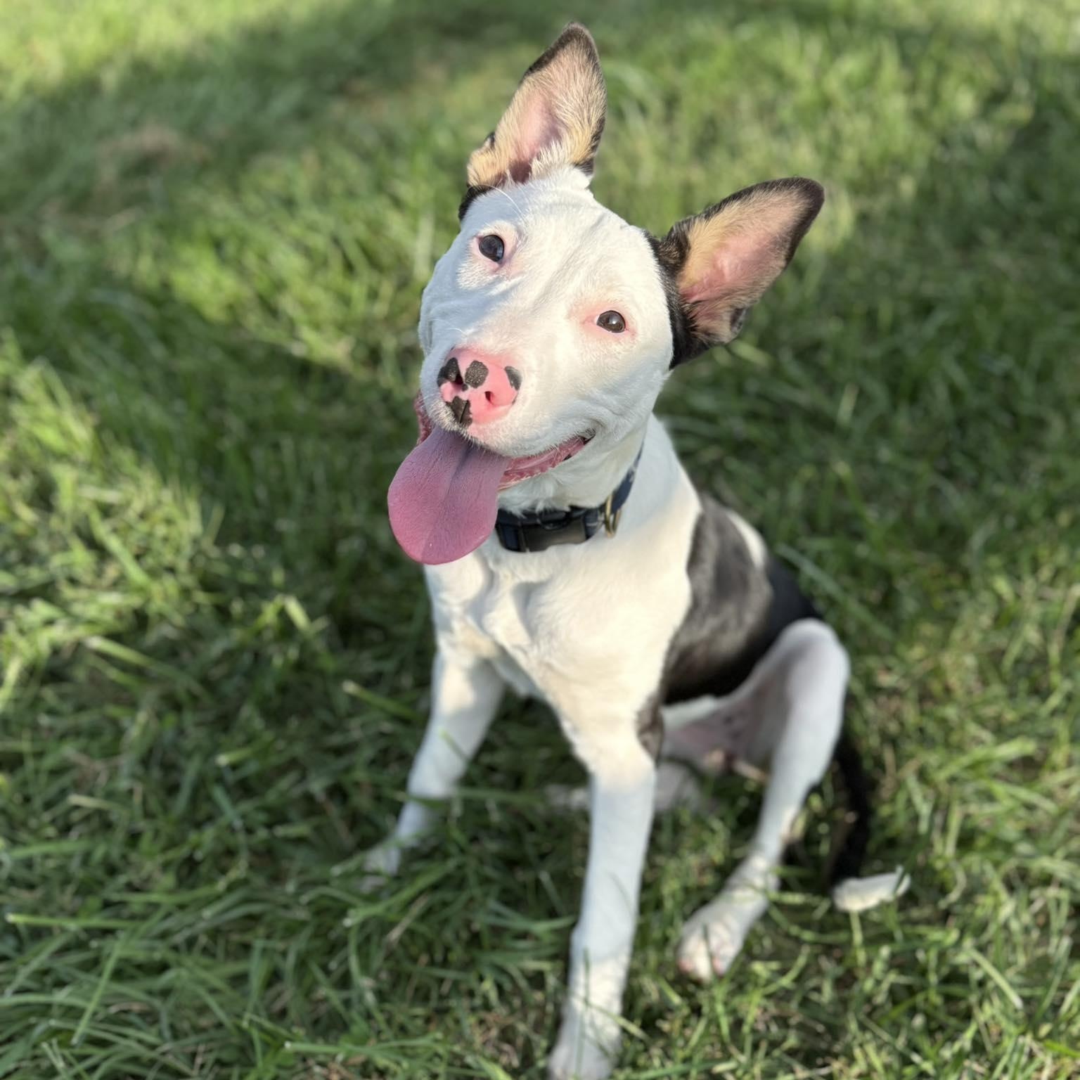 Peekah Honeydove, adopted, Young Female Pit Bull Terrier.