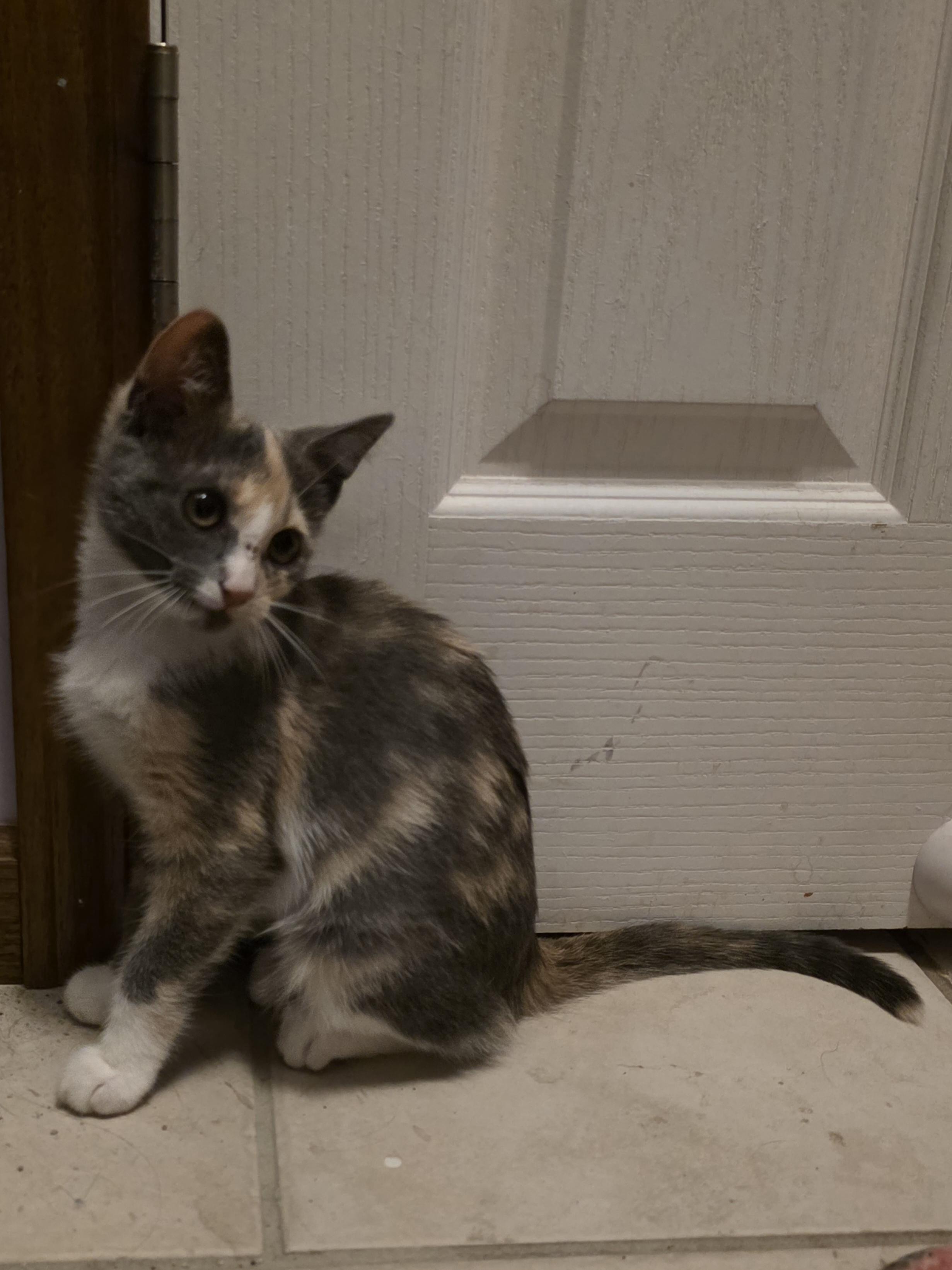 Enlarge Katniss, an adopted Dilute Calico in Luna Pier, MI image 3/3