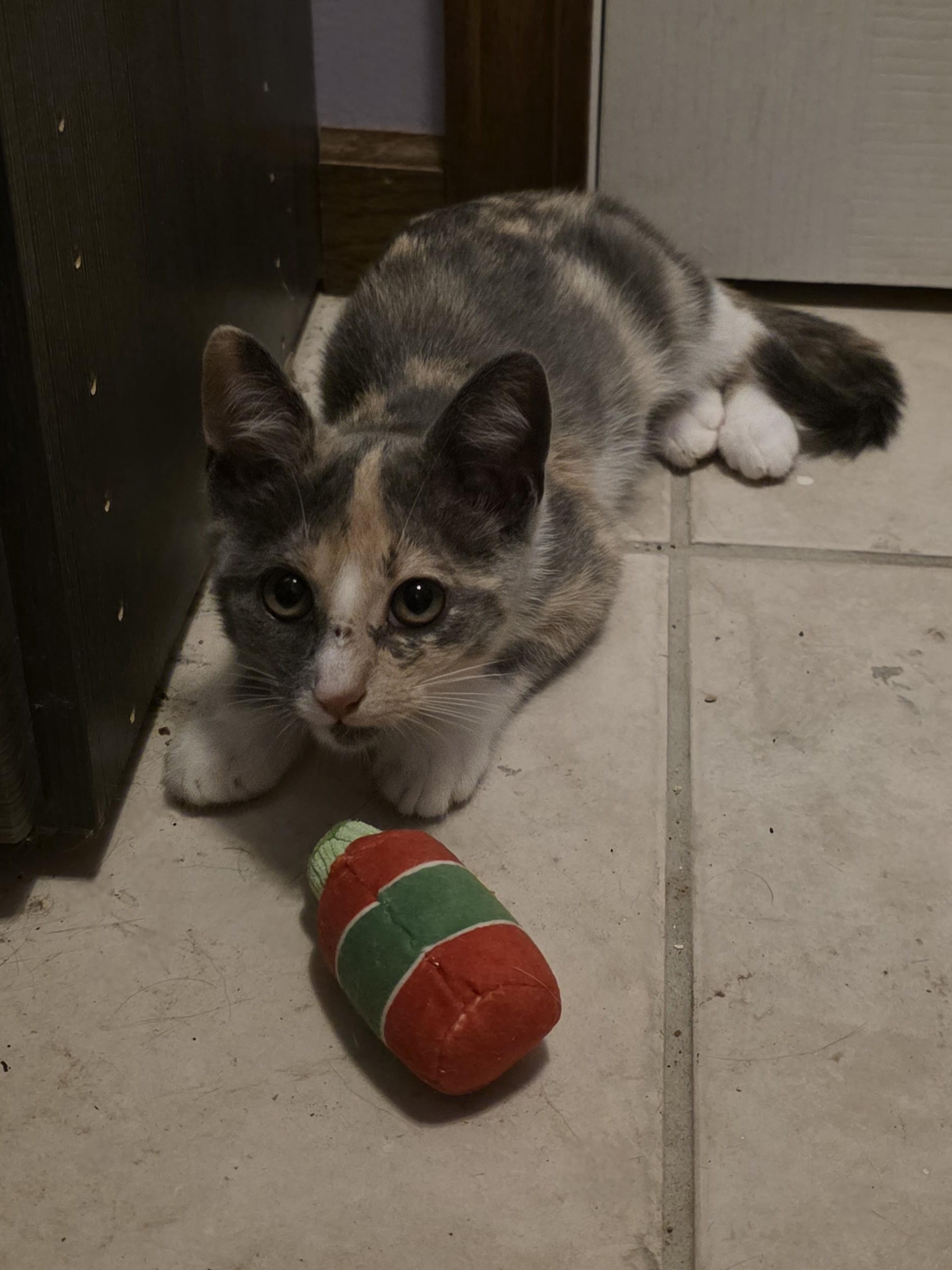 Enlarge Katniss, an adopted Dilute Calico in Luna Pier, MI image 2/3