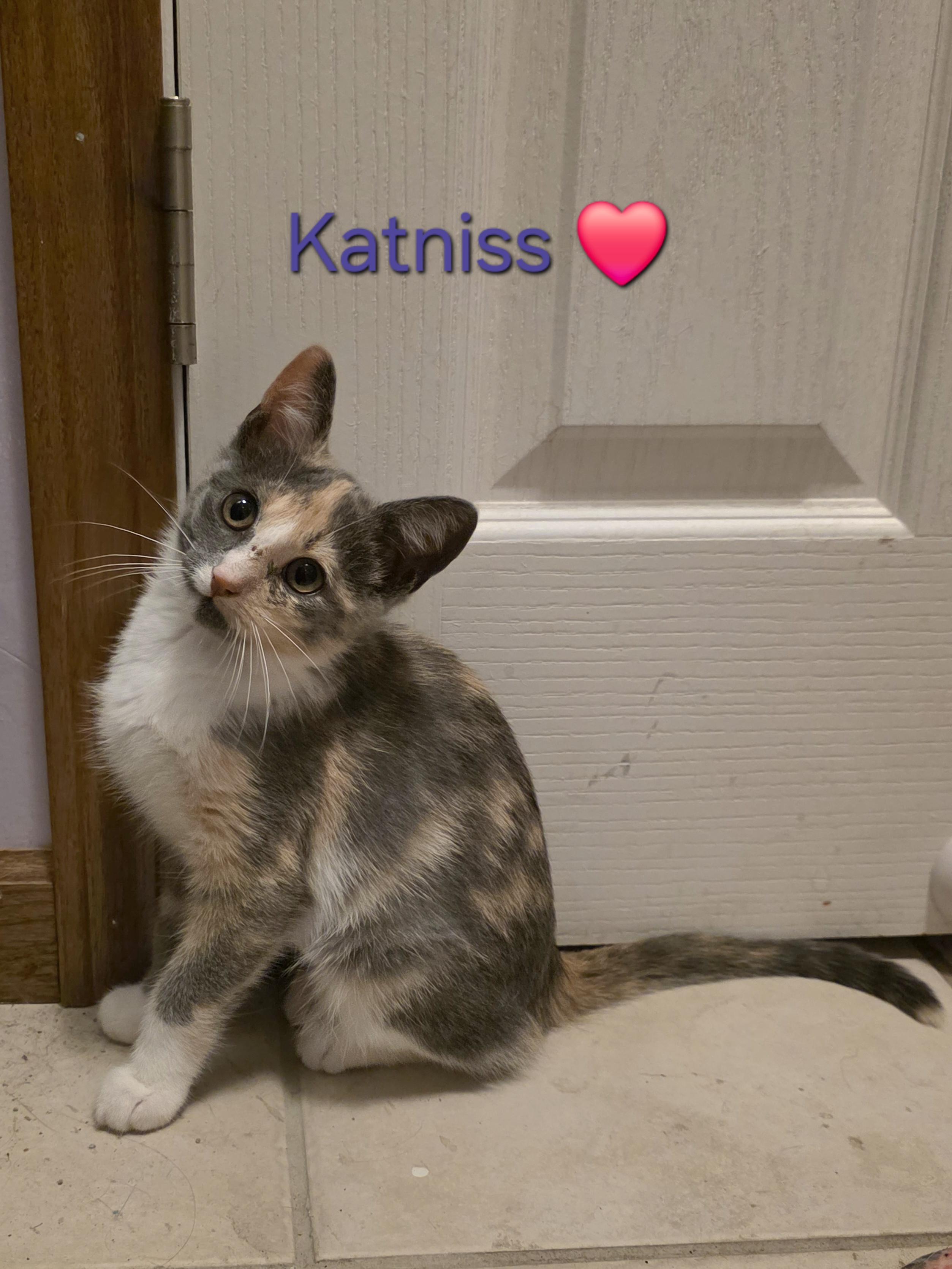 Enlarge Katniss, an adopted Dilute Calico in Luna Pier, MI image 1/3