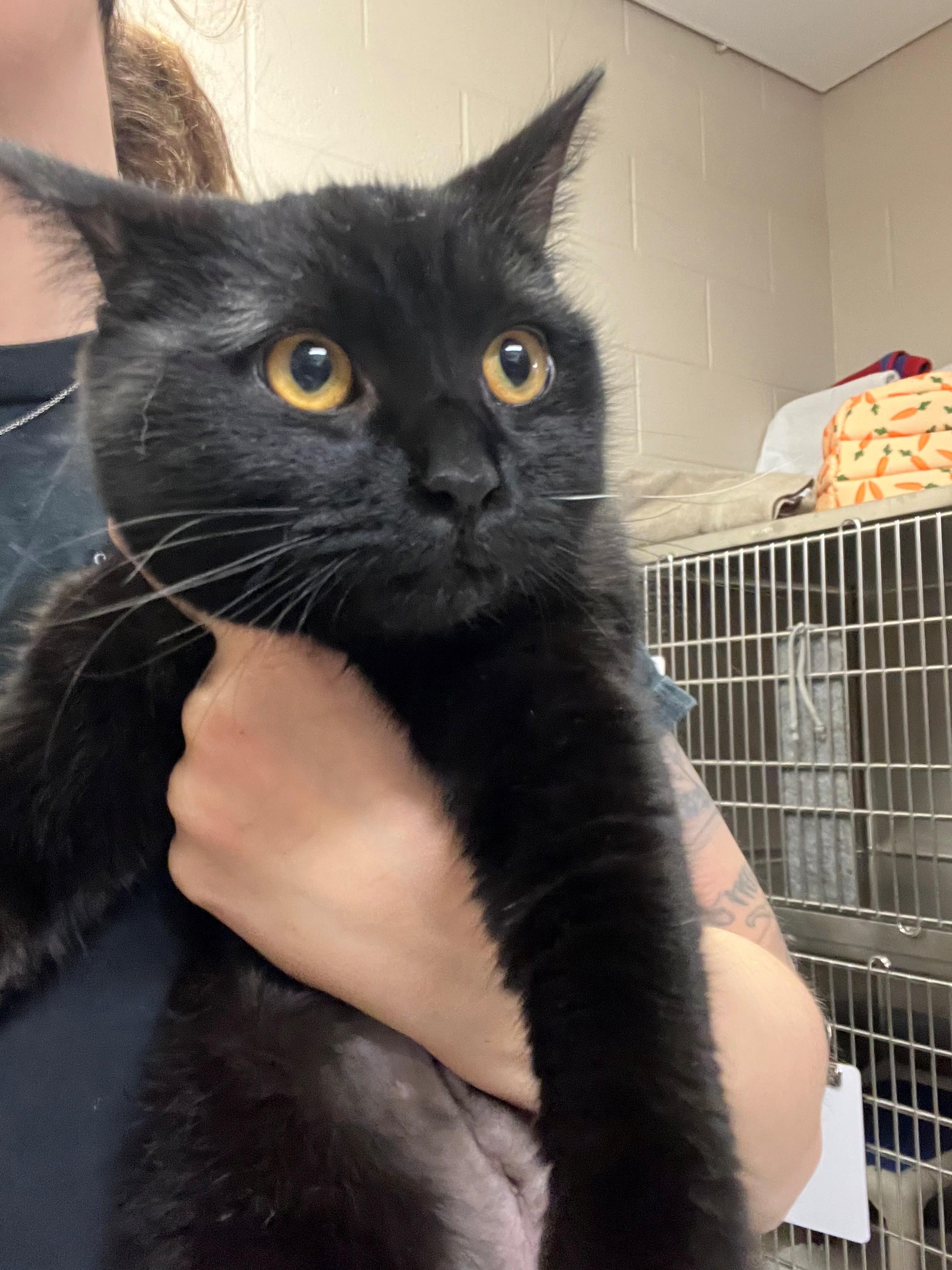 Enlarge Jelly Bean CS-043/26, an adopted Domestic Short Hair in Burlington, ON image 2/2