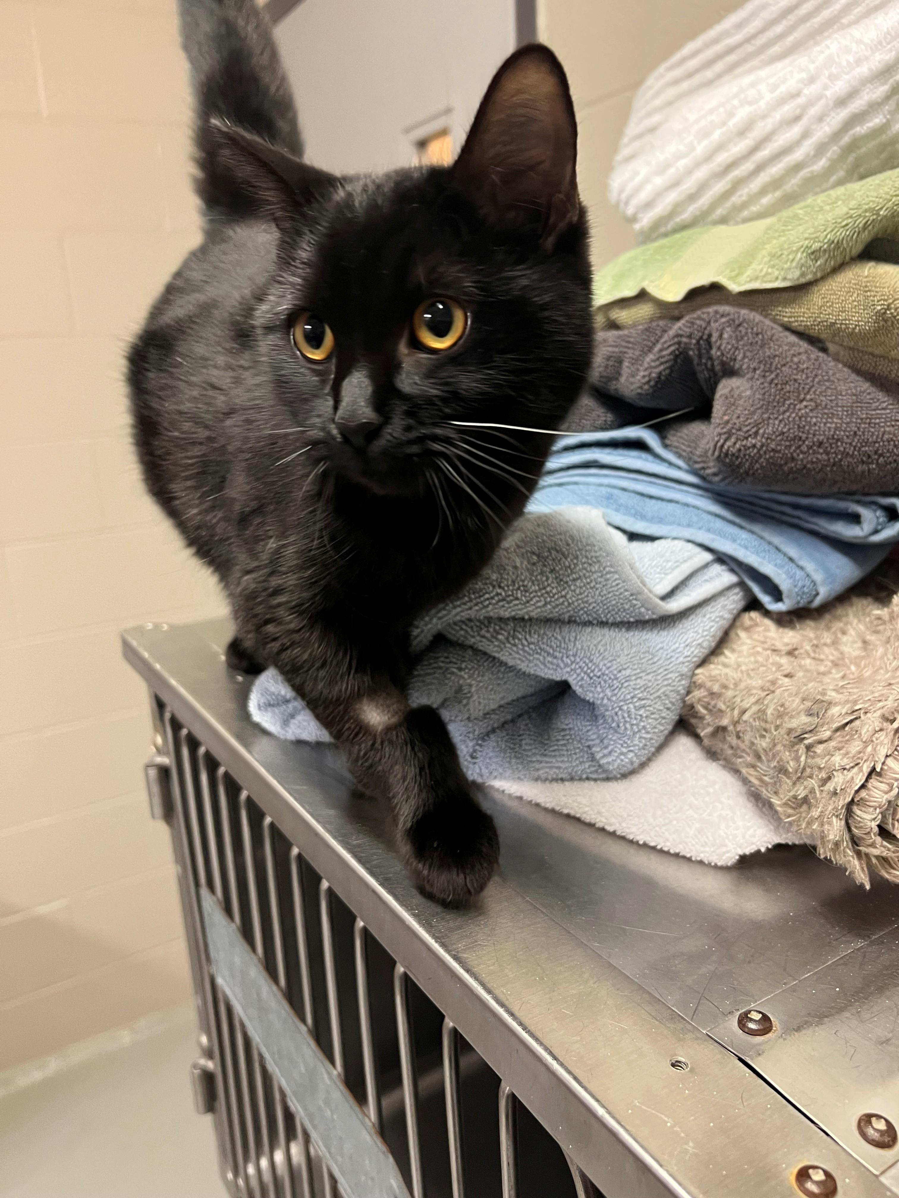 Enlarge Jelly Bean CS-043/26, an adopted Domestic Short Hair in Burlington, ON image 1/2