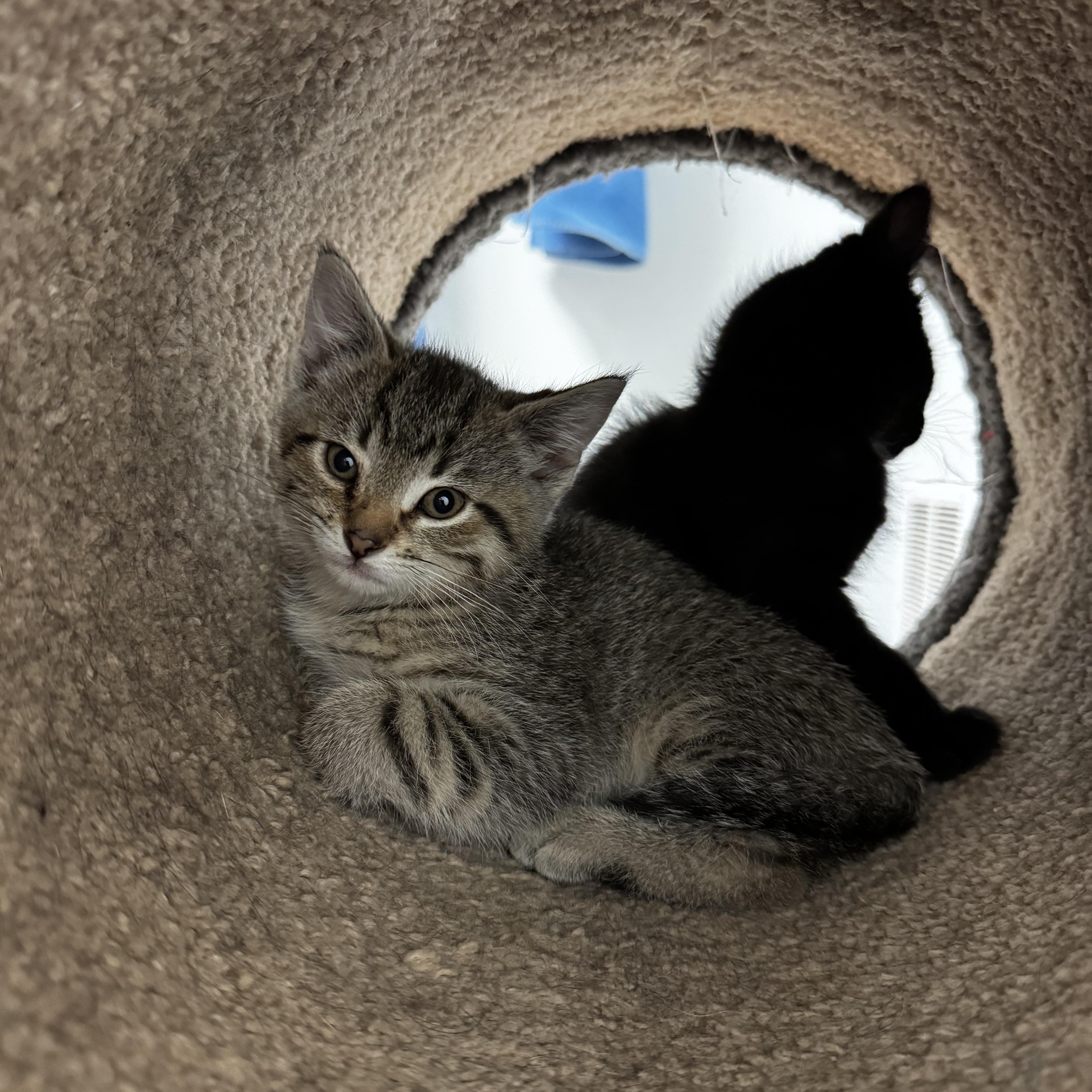 Convenia, adopted, Kitten Female Domestic Short Hair.