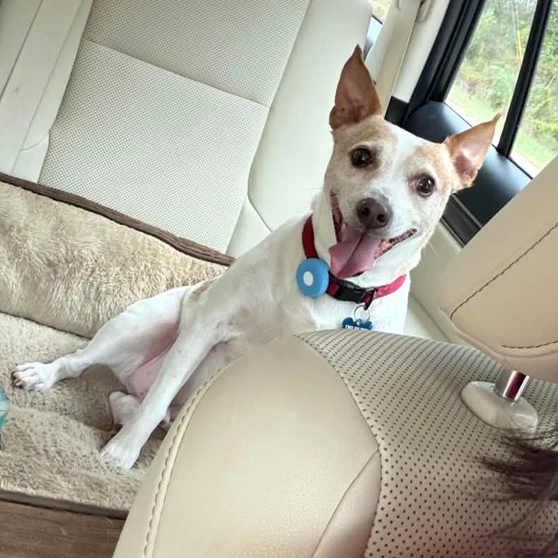 Dash, Adopted, Adult Male Chihuahua & Rat Terrier.