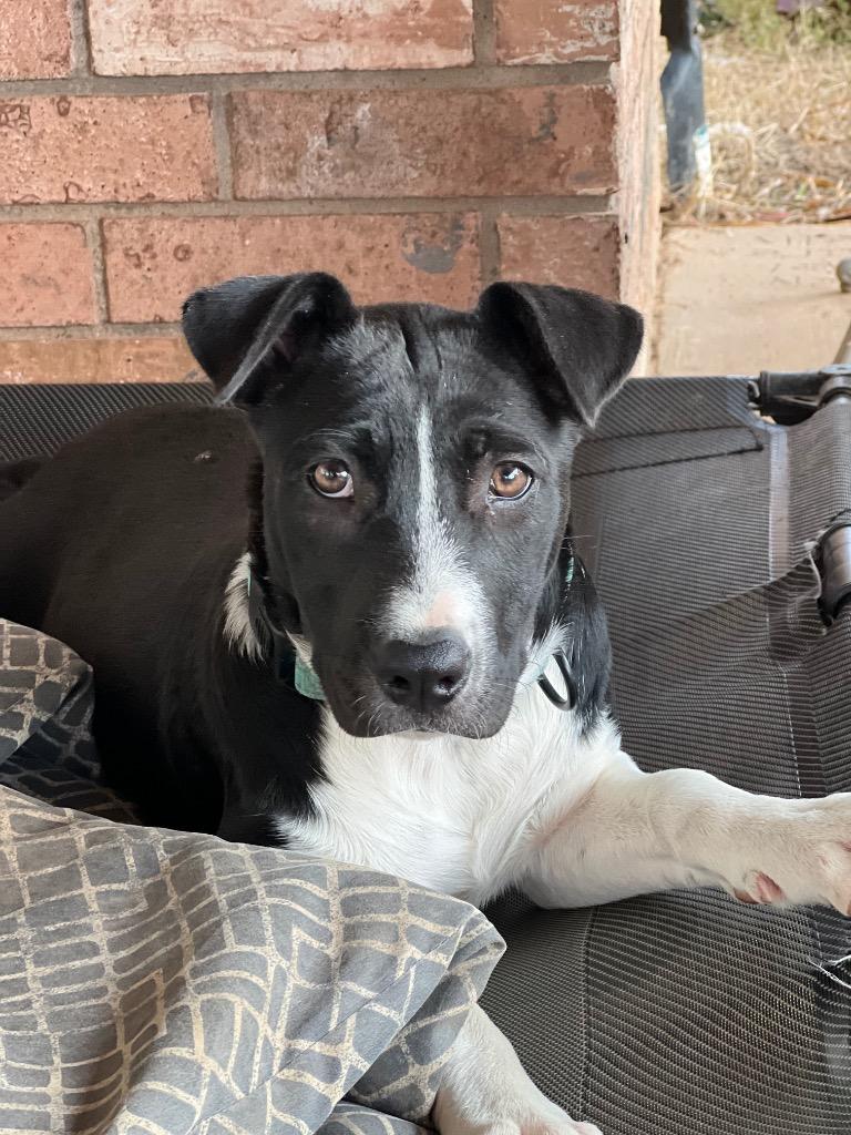 Alexandria, Adopted, Young Female Labrador Retriever.