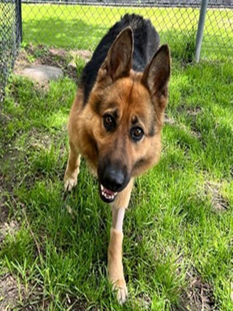 FIRN, Adoptable, Adult Female German Shepherd Dog & Mixed Breed.