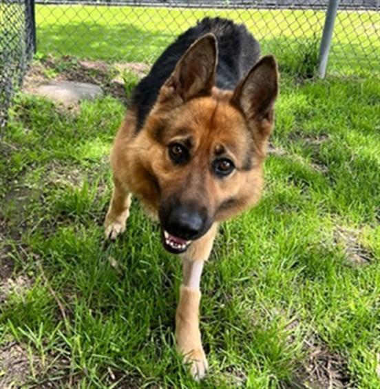 Enlarge FIRN, a Adoptable mixed breed in Aurora, IL image 1/1