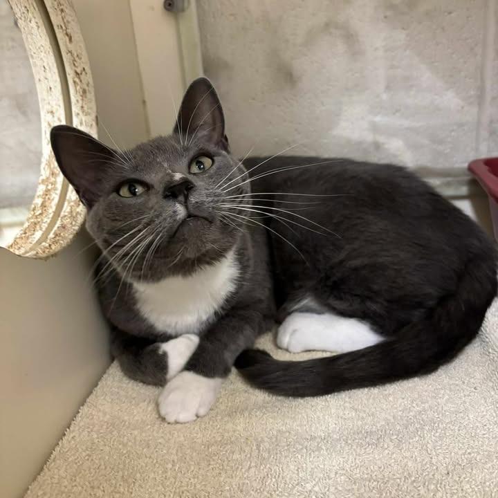 Trudy, Adoptable, Adult Female Domestic Short Hair.