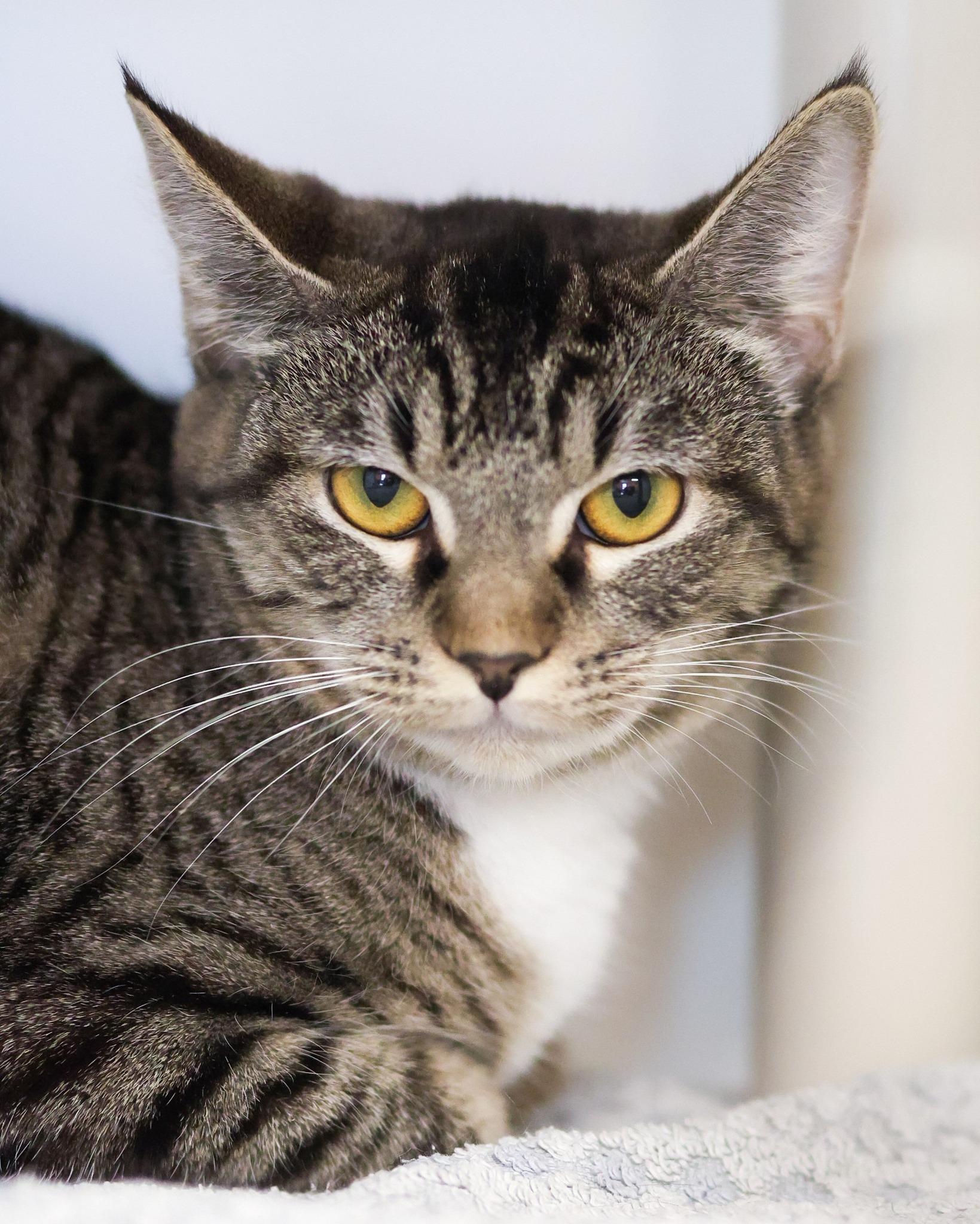 Enlarge MALAWI (0610), a ADOPTABLE mixed breed in Bridgeport, CT image 1/1