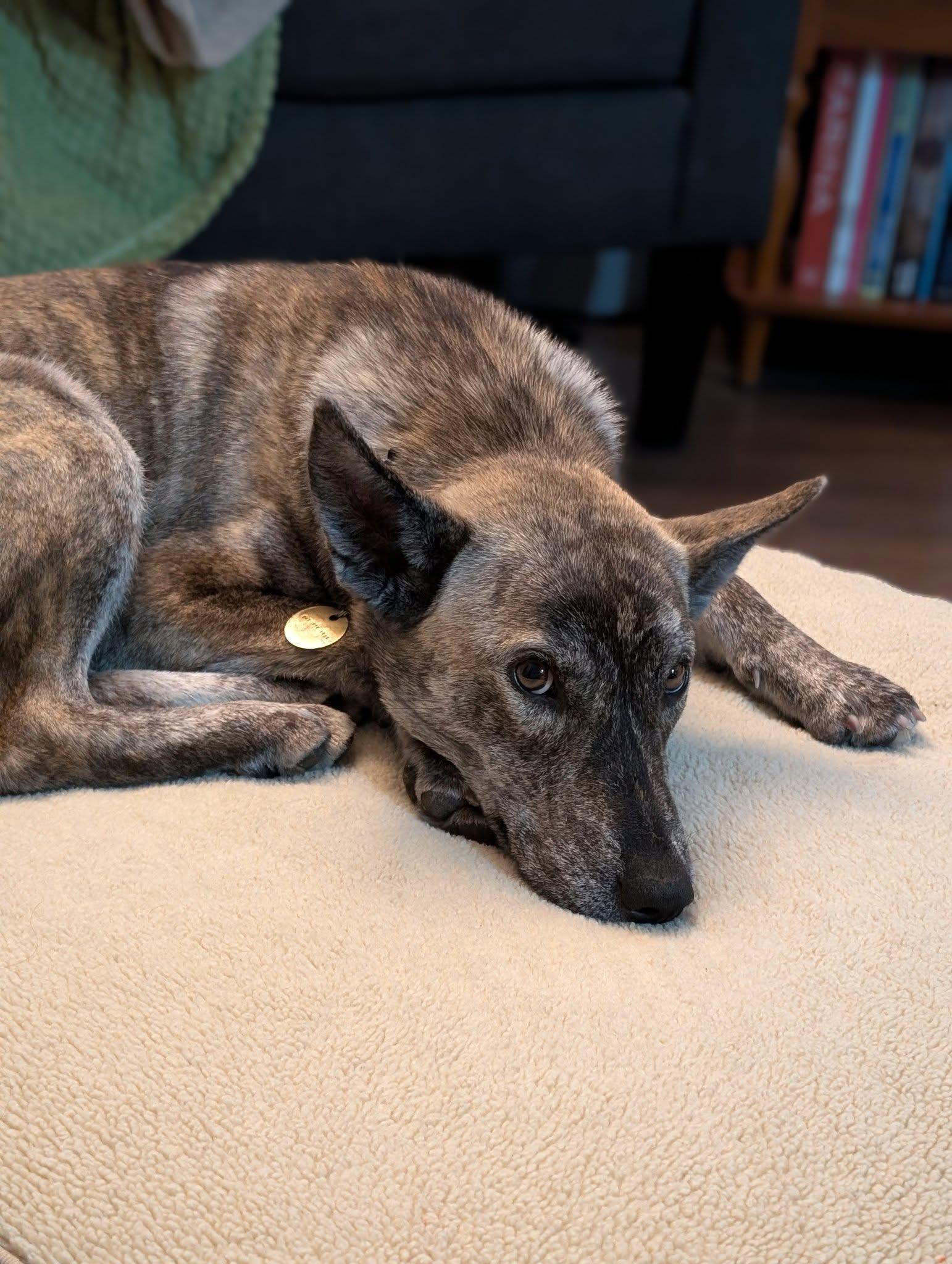 Enlarge Jazzy, a ADOPTABLE mixed breed in Toronto, ON image 4/6