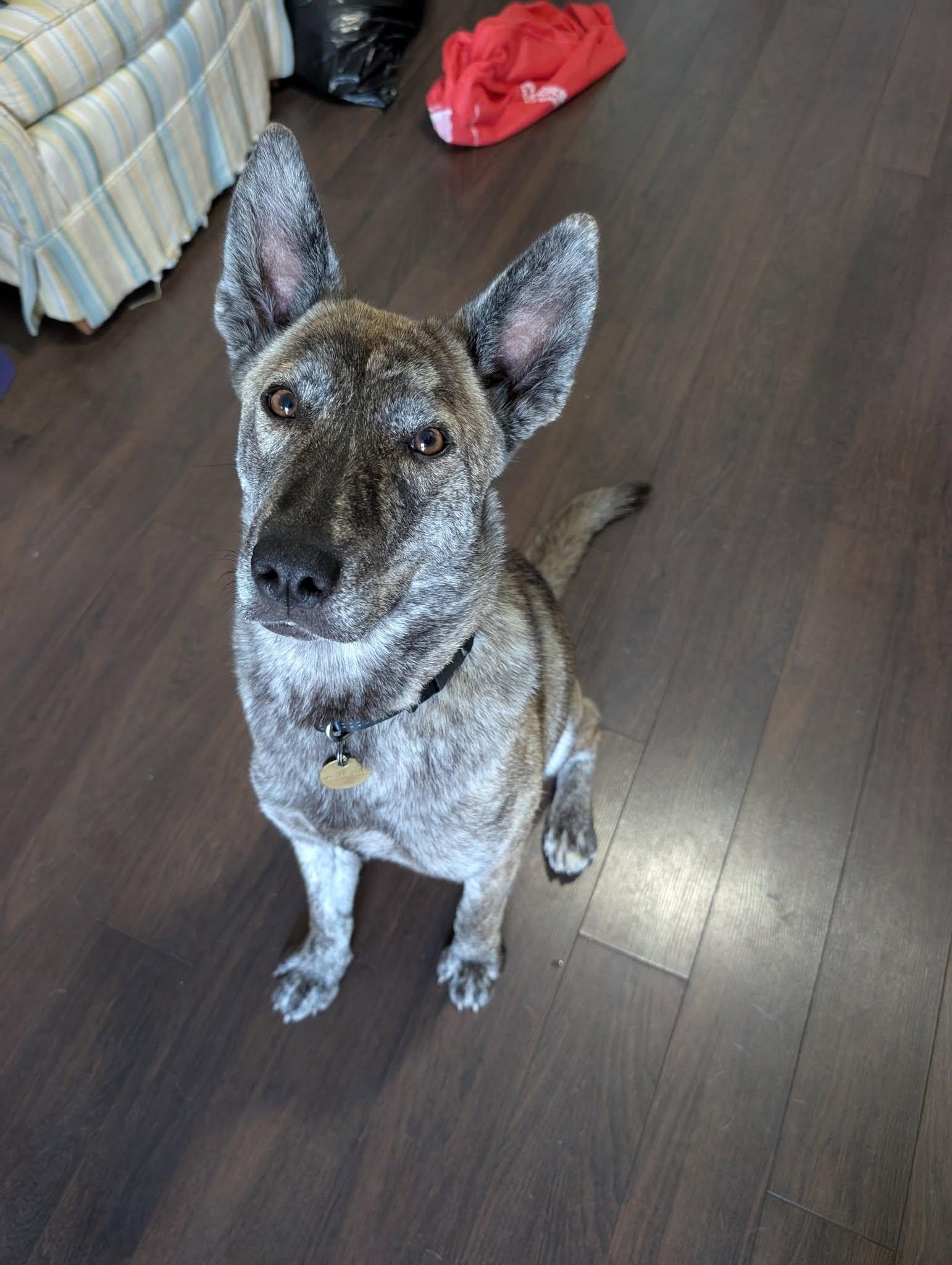 Jazzy, ADOPTABLE, Young Female Dutch Shepherd & Shepherd.