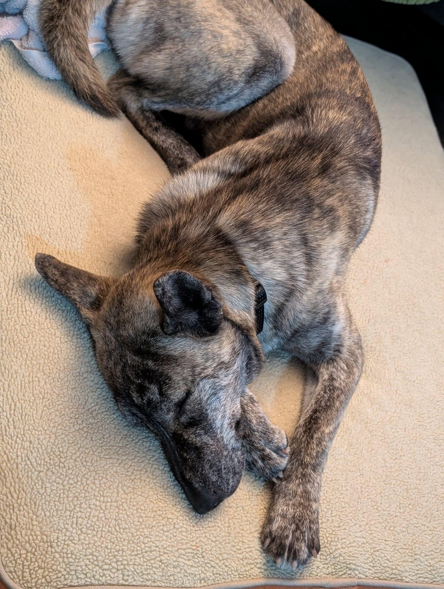 Enlarge Jazzy, a ADOPTABLE mixed breed in Toronto, ON image 5/6