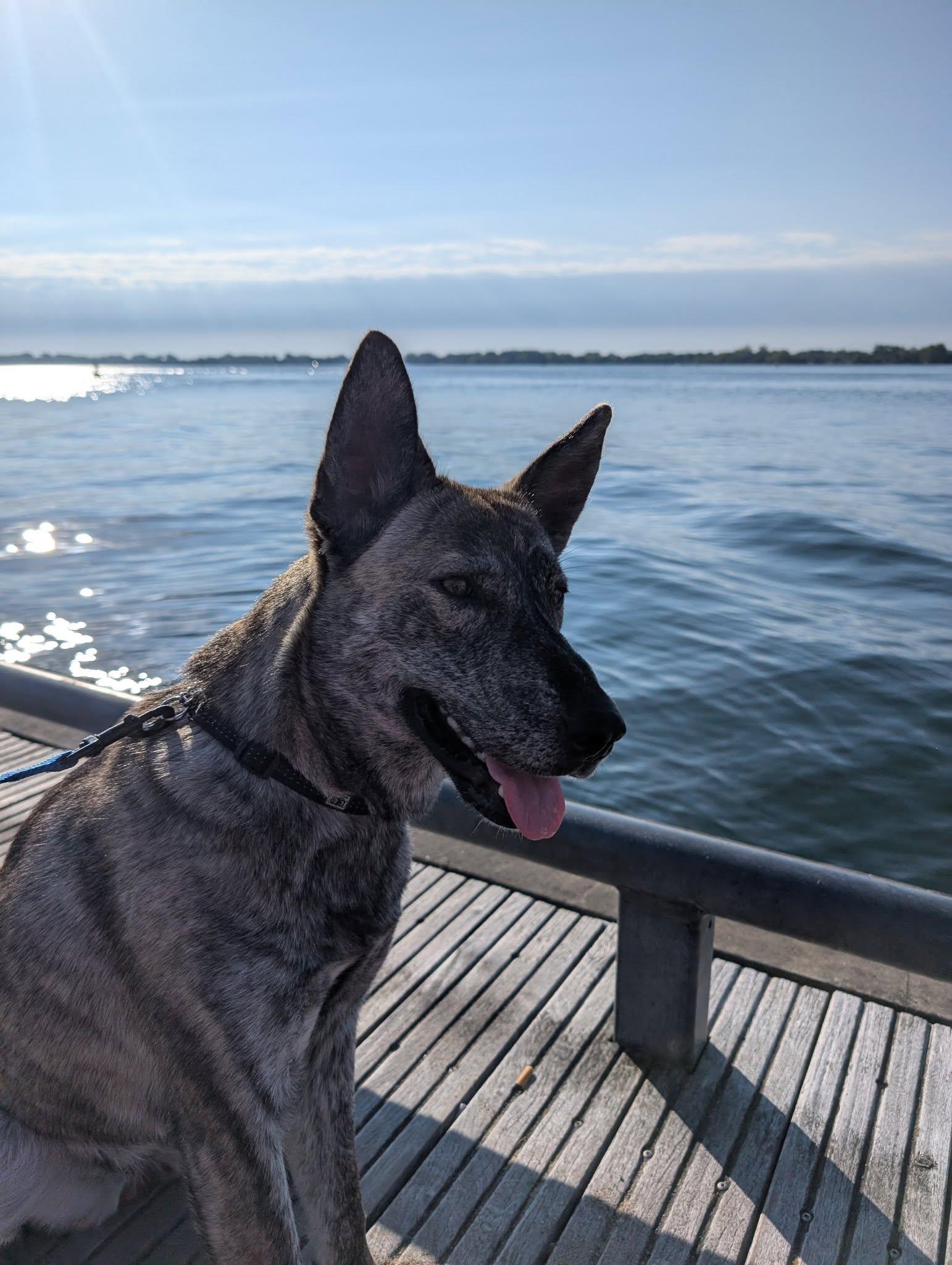 Enlarge Jazzy, a ADOPTABLE mixed breed in Toronto, ON image 2/6